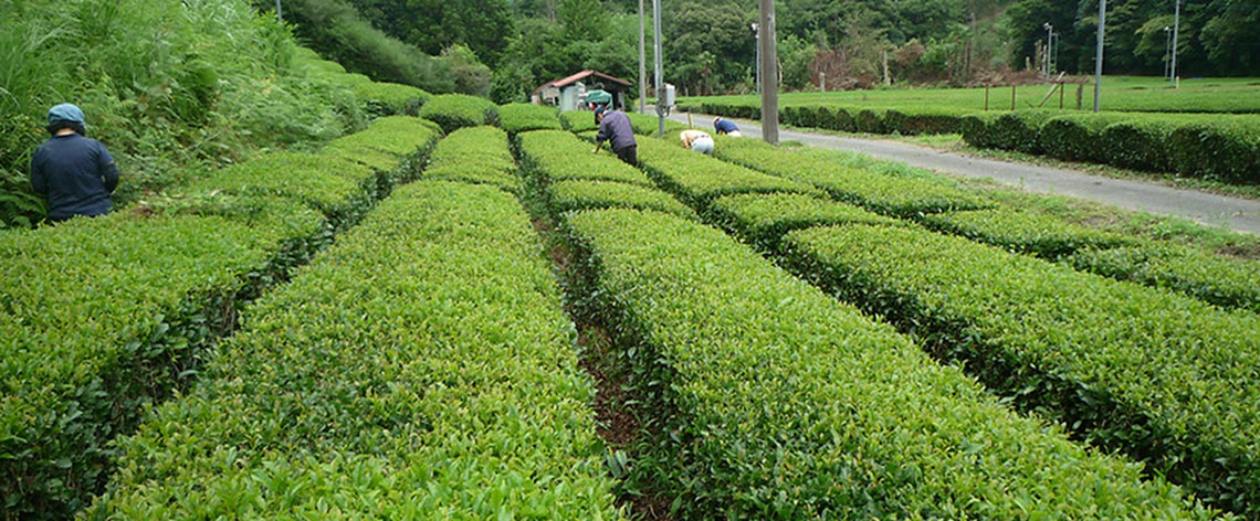 お茶栽培