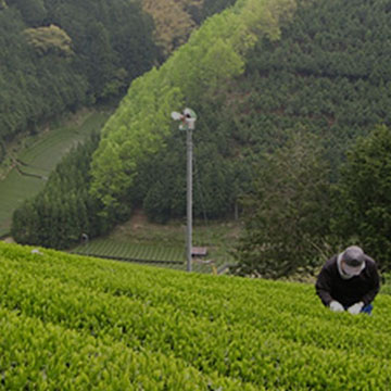 お茶栽培